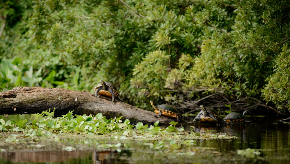 North Florida