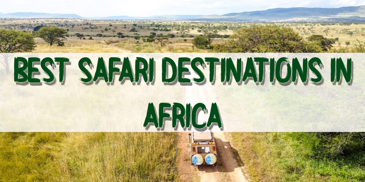 Best Safari Destinations in Africa: An Extraordinary Natural Life Experience