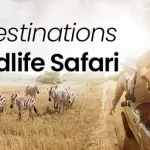 Best Safari Destinations in Africa: An Extraordinary Natural Life Experience