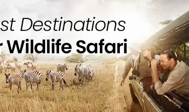 Best Safari Destinations in Africa: An Extraordinary Natural Life Experience