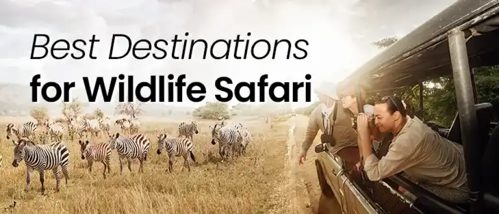 Best Safari Destinations in Africa: An Extraordinary Natural Life Experience