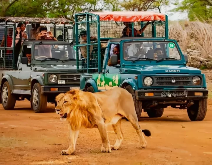 Top Wildlife Safari Locations for Those Who Love the Outdoors