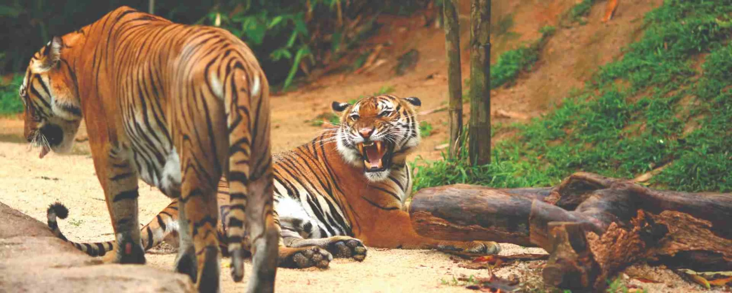 Advice for Moral Wildlife Observation