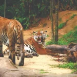 Advice for Moral Wildlife Observation