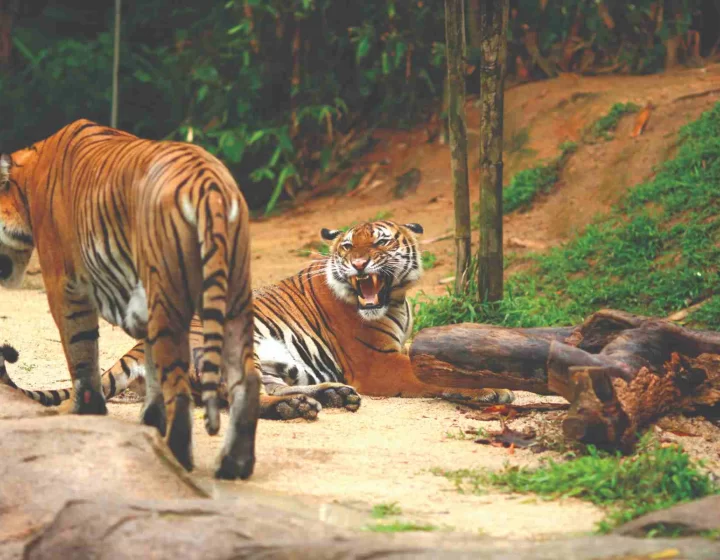 Advice for Moral Wildlife Observation